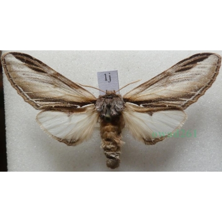 Pheosia tremula (Clerck, 1759) female Garbatka osinówka Czech1j
